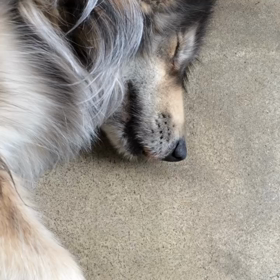 ウルフドッグ♡の画像