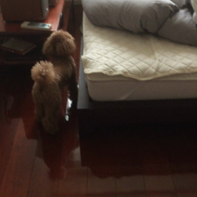 文句言うポコの画像