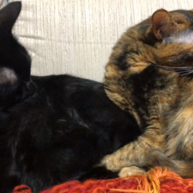 失礼なにゃんずの画像