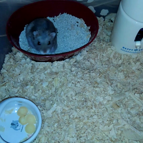 来年の話をすると鬼が笑う？！の画像