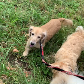 9月23日12わんこと1時間遠足  代々木公園の画像