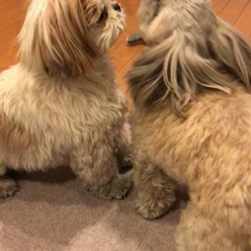 振られてばかりの画像