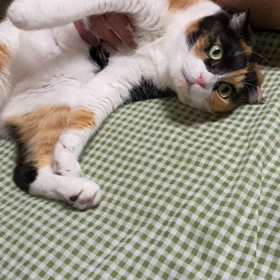 もみゅニケーションの画像