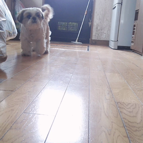 まーちゃんVS飼い主   おやつの画像