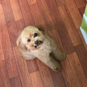 可愛すぎて( ´∀｀)の画像