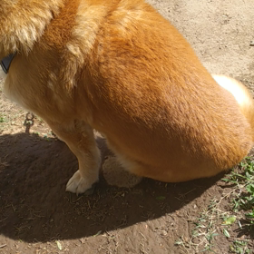 リクエストに応えての画像