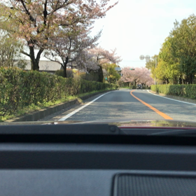 市街のサクラの画像