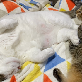 今日もよもぎは    寝るの画像