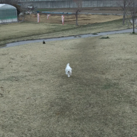 今日のはなちゃん271、モモちゃん227の画像