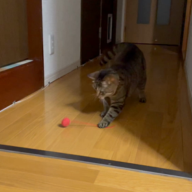 夜食で腸活ダイエットの画像