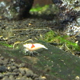 レッドビーシュリンプ（動画〕の画像