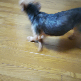 サンちゃんの画像