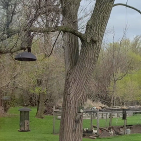 動物だって頑張ってるの画像