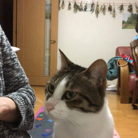 やっぱり病院の待ち時間が長くて尚更精神的に病気になる。保護猫デールのお食事動画。の画像