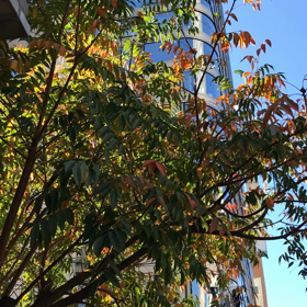 秋から冬へと風渡り  断想 20181123の画像