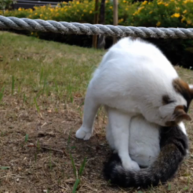 右腕骨折生活 骨折40日目 野良猫ちゃん♪の画像