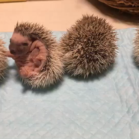 おじさん…の画像