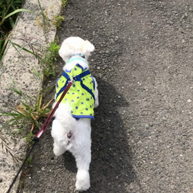 おたんぽでしゅよ！でちゅよ！の画像