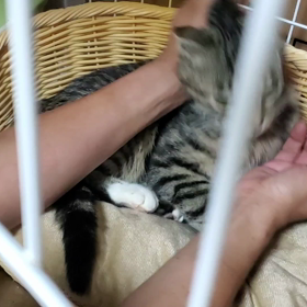 引っ越して1週間の寿安ちゃんの画像