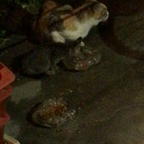 とりねこの画像