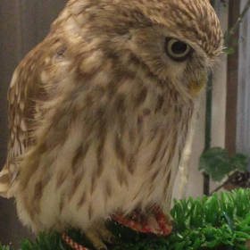 コキンメフクロウのメルちゃんの画像