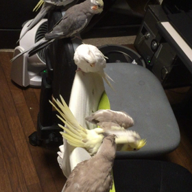 オカメバスターズ 動画編の画像