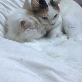 今朝のハナちゃんとシロちゃんの画像