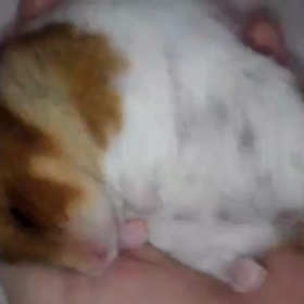 はーちゃん爆睡ですの画像