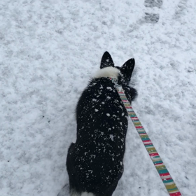 今シーズン最後(？)の⛄️雪の画像