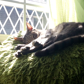 続・ピクピクの画像