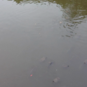 亀と魚と対話する非言語エネルギーの画像