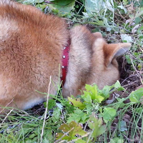 はなちゃんの鼻息動画 11月5日撮影の画像
