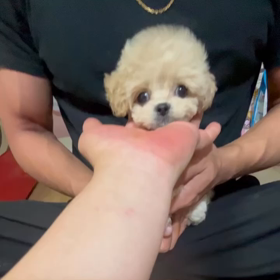 ❤️決まりました❤️チューリップちゃん動画❤️の画像