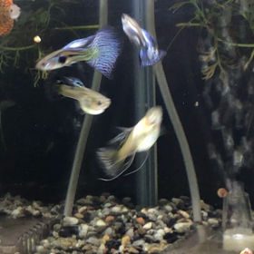 グッピーも良い感じですの画像