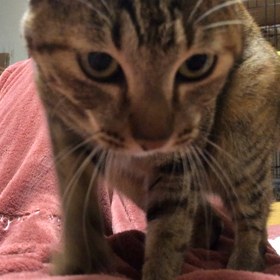 ふみふみの画像