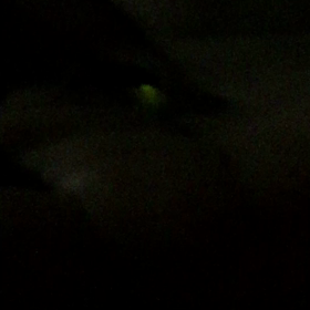 嵯峨の源氏ボタルの画像