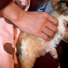 満足アロハの画像