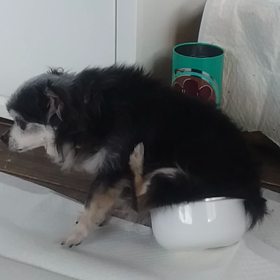 おしり回転台を見つけたぷうたんの画像