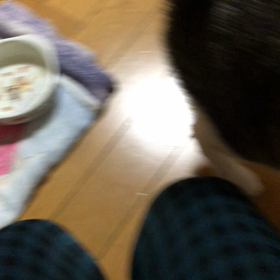 今日のジム活で今更知った事。デールにゃんのお座りから待てまでの画像