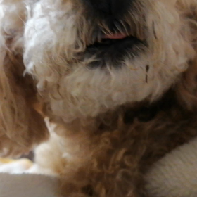 獣医さんも驚くの画像