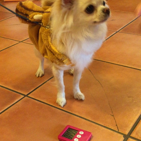 明日はハロウィンパーティの画像