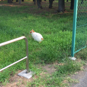 ミンミンゼミがなく散歩道の画像