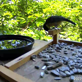 すぎぴたんの事件簿シーズン２　２８２話（水浴びヤマガラ子）の画像