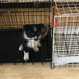 脱走出来るように…の画像