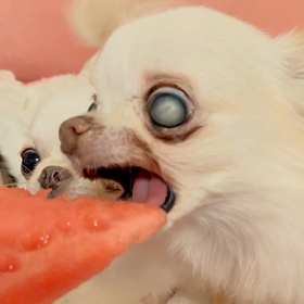 ●夏だ！スイカだ！の画像