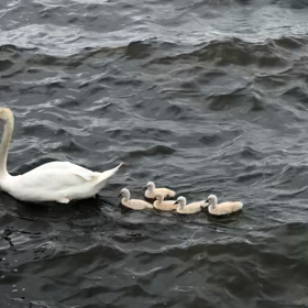 ぴよぴよ風物詩の画像