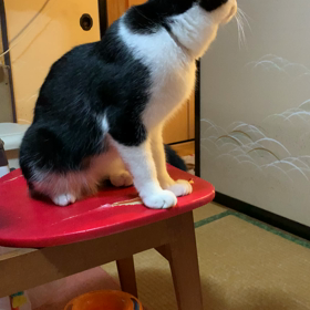 遊びに誘われていますの画像