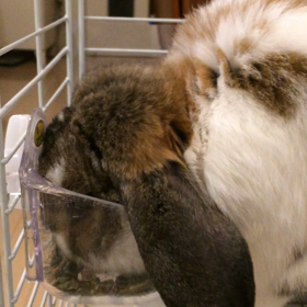 モグモグポリポリ晩ご飯（Dinner Time）の画像