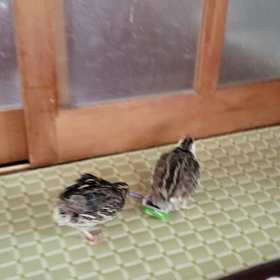 取り合い❗の画像