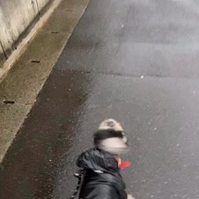 雨散歩、絶好調の画像